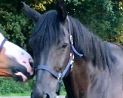 broodmare Francy (Hessian Warmblood, 2004, from Falkenfürst)