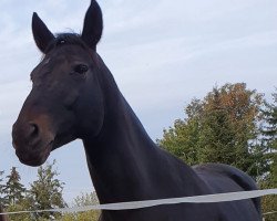 broodmare Samira (Oldenburg show jumper, 2008, from Sir Shutterfly)