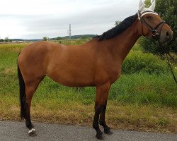 jumper La Riaralda Z (Zangersheide riding horse, 2015, from Lavallino Ter Klomp)