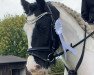 Dressurpferd Jack (Tinker / Irish Cob / Gypsy Vanner, 2012)