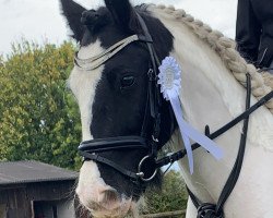 dressage horse Jack (Tinker / Irish Cob / Gypsy Vanner, 2012)