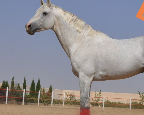 stallion Ziezo (KWPN (Royal Dutch Sporthorse), 2005, from Clinton)