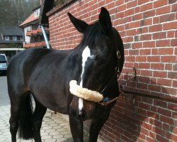 dressage horse Rosabella S (Westphalian, 2001, from Rockwell)