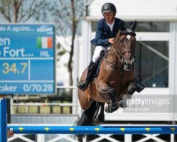 Springpferd Go To Fortuna (KWPN (Niederländisches Warmblut), 2011, von Eldorado vd Zeshoek Tn)