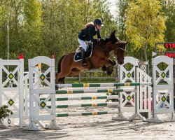 horse Kantje's Ferdi (Nederlands Rijpaarden en Pony, 2010, from Justice H.R.)