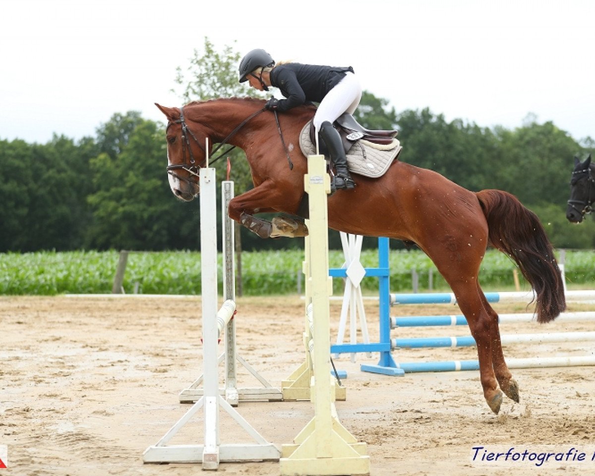 Springpferd Come On Carsten (Oldenburger Springpferd, 2015, von CHANCENREICH)