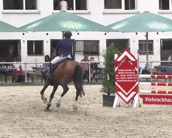 Reitturnier Schwetzingen 2016