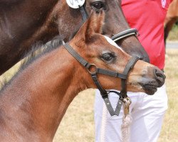 horse Top Tipp (German Riding Pony, 2019, from Tip Top GD)