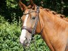 broodmare Red Hot Rosie (Hanoverian, 2006, from Royal Blend)