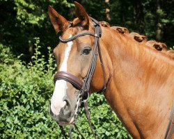 broodmare Red Hot Rosie (Hanoverian, 2006, from Royal Blend)