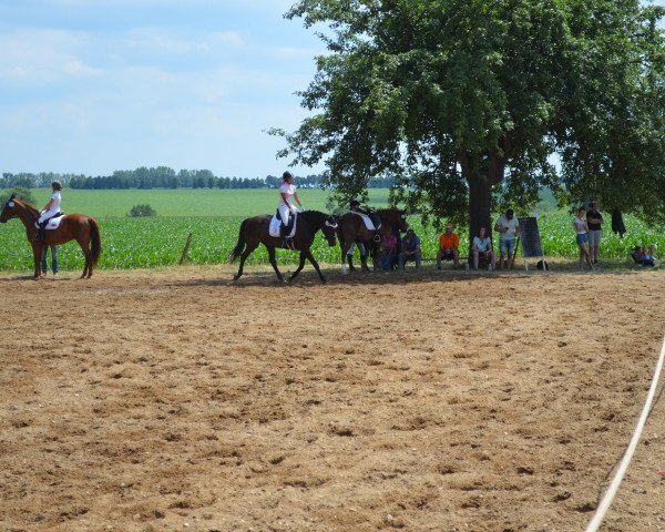 Dressurpferd Nele Janeira L (Deutsches Sportpferd, 2012, von De Janeiro)