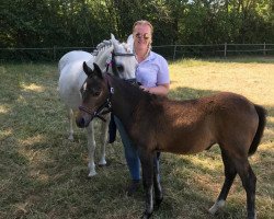 dressage horse Maja (German Riding Pony, 2019, from Oops)