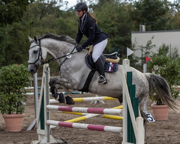 jumper Coubertin 4 (German Sport Horse, 2011, from Cero)