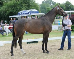 broodmare Mona Lisa (Westphalian, 2010, from Montender)