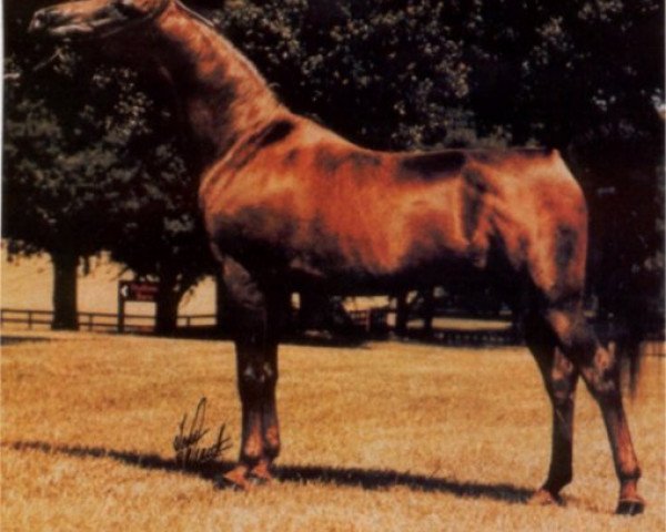 stallion Nego ox (Arabian thoroughbred, 1976, from Kilimandscharo 1968 ox)