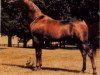 Deckhengst Nego ox (Vollblutaraber, 1976, von Kilimandscharo 1968 ox)