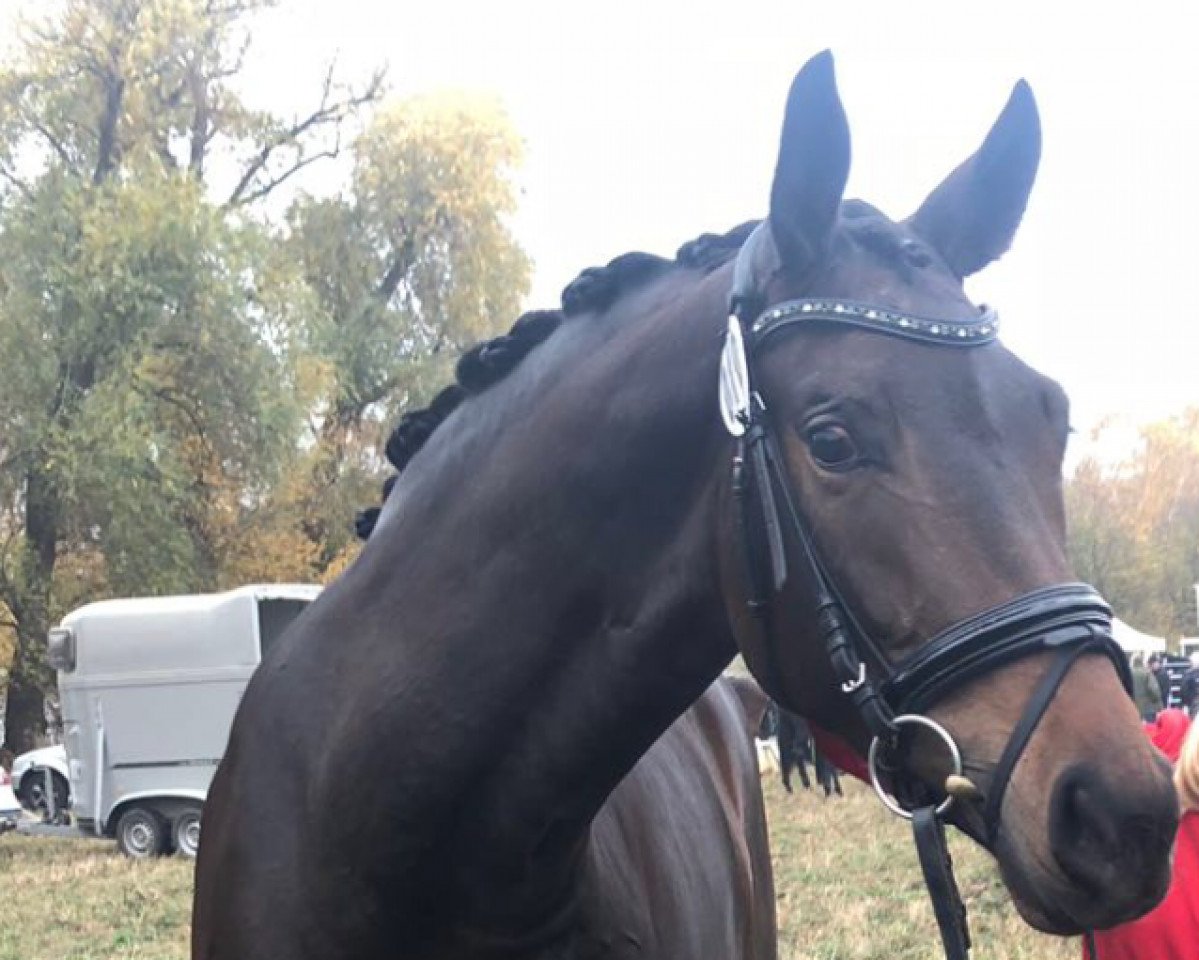 dressage horse Fürstenblume (Oldenburg, 2015, from Fürstenball)