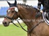 dressage horse Amicelli 96 (German Sport Horse, 2005, from Amicello)