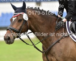 dressage horse Amicelli 96 (German Sport Horse, 2005, from Amicello)