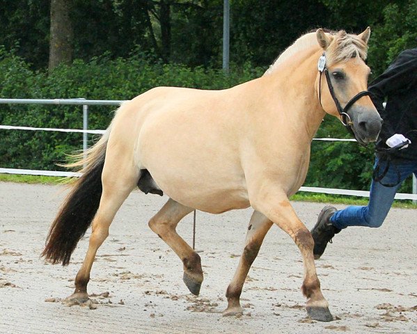 broodmare Ågerupgårds Dea (Fjord Horse, 2013, from Ingolf Kjærgård)