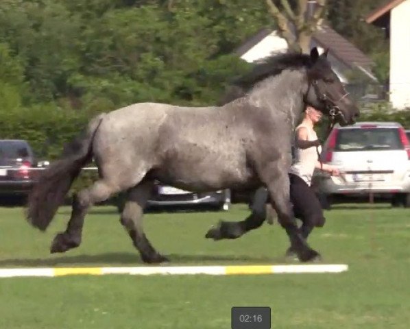 broodmare Ella (Holsteiner, 2012, from Emilio)