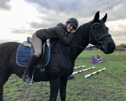 dressage horse Scalini 3 (Hanoverian,  )