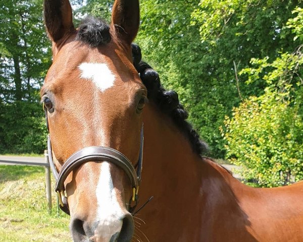 stallion Gino Brown N (German Riding Pony, 2007, from Nebo General Pride)