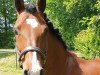 stallion Gino Brown N (German Riding Pony, 2007, from Nebo General Pride)