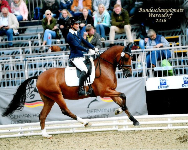 dressage horse Divino Chico (German Riding Pony, 2014, from D-Day AT)