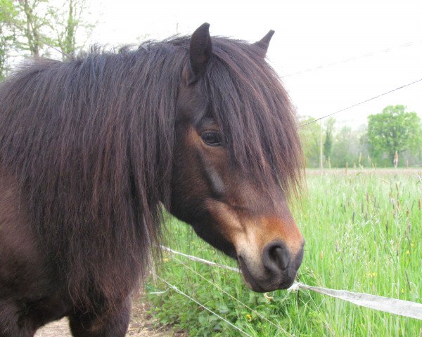 broodmare Gulia (Dt.Part-bred Shetland pony, 2010, from Vaderhoeve's Shaggy)
