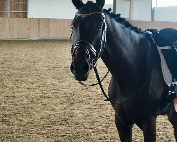 dressage horse Don Alato (German Sport Horse, 2015, from Destano)