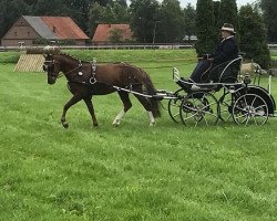 stallion Tip Top GD (Welsh-Pony (Section B), 2013, from Triumph)