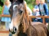 dressage horse Elsa von Hoxfeld (Westphalian, 2019, from Escamillo)