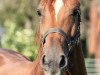 broodmare Kalmira (Hanoverian, 2015, from Kannan)