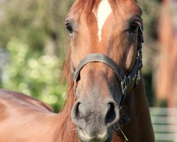 broodmare Kalmira (Hanoverian, 2015, from Kannan)