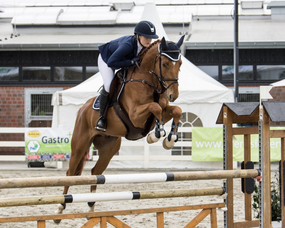 Springpferd Genius Express (Westfale, 2015, von Global Express)