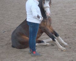 horse H.Mythos (German Riding Pony, 2003, from Horsegate Minstrel)