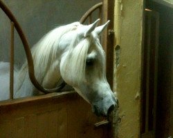 stallion Ajmal Fernas (British Sport Horse, 2005, from Ansata Hejazi ox)