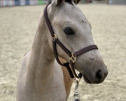 Springpferd Mein Schimmelchen (Deutsches Reitpony, 2019, von Del Piero 25)