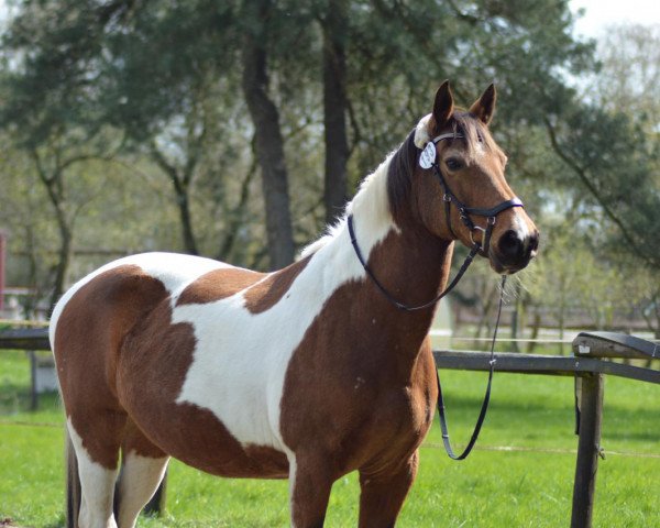 dressage horse Sidney 80 (unknown, 1999)