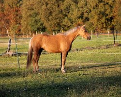 Springpferd Cute A Golden Dancing Queen (Pony ohne Rassebezeichnung, 2014)