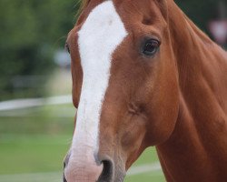 jumper Eastwood 9 (Hanoverian, 2000, from Escudo I)