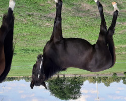 dressage horse Hengst (Hanoverian, 2019, from D'Olympus)