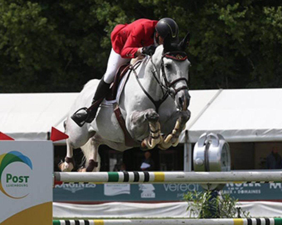 Springpferd Bacardi Les Hauts (Belgium Sporthorse, 2007, von Rexar du Houssoit)