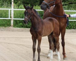 broodmare Fider tanzt (Westphalian, 2010, from Fidertanz)