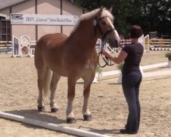 broodmare Emma (Rheinisch-Westfälisches Draughthorse, 2012, from Elton von Söhre)