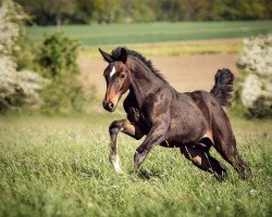 Springpferd Bayani (Hannoveraner, 2019, von Balou du Rouet)