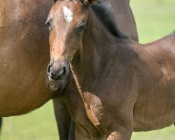 Pferd Nespresso WS (Westfale, 2019, von Negro)