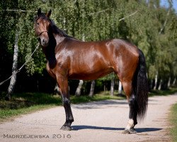 broodmare Diamond Verona (Oldenburg,  , from Daily Deal)