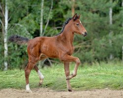 horse Bella Verona (Oldenburger, 2019, from Bel Amour 3)